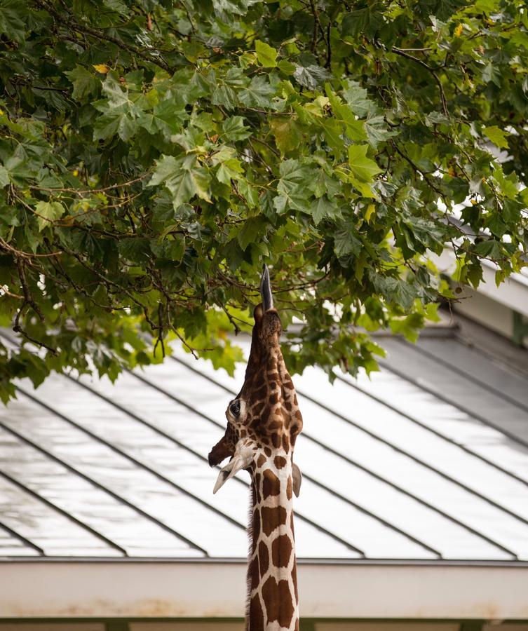 Quentin Zoo Hotel Amsterdam Exteriör bild